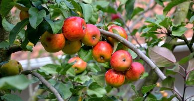 W jaki sposób pielęgnować krzewy owocowe