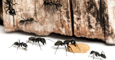 mrówki chodzące po domu