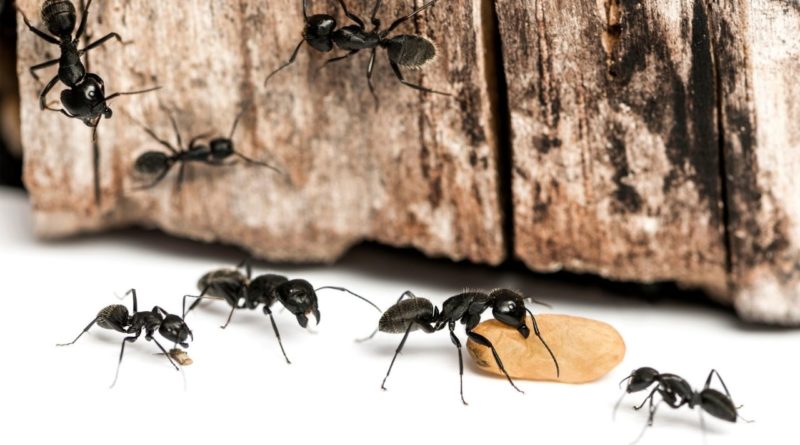mrówki chodzące po domu